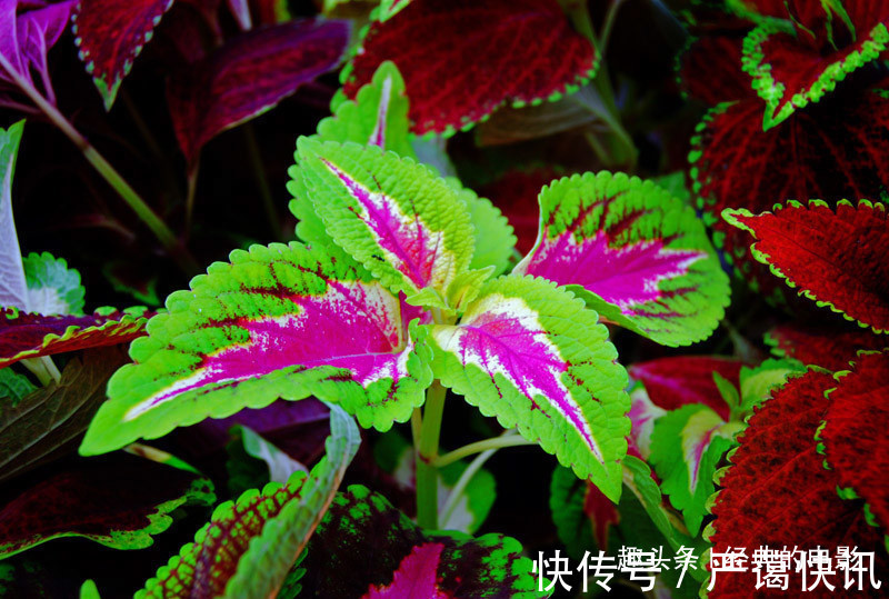 轮伞花序|此花好似夜中的明珠,发出耀眼的七彩光芒,会给善良之人带来幸福
