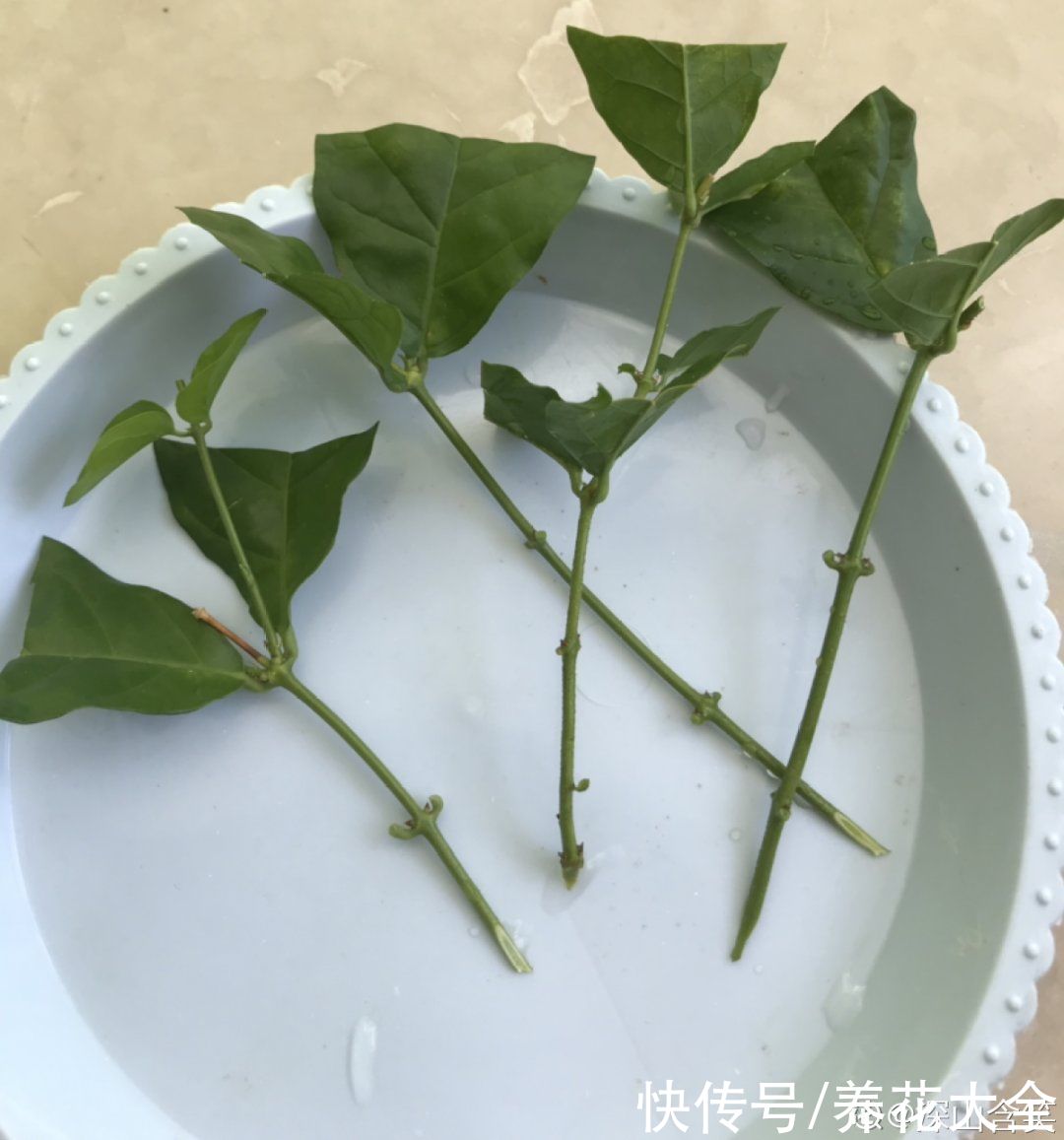 沙土|立秋后，7种花要扦插，满盆开花结果子