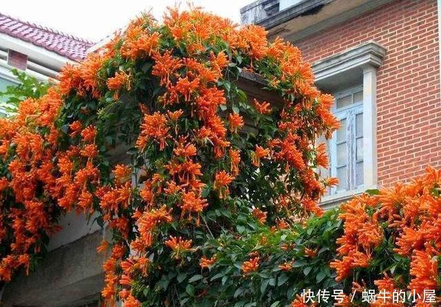 等我们老了,买一处院子,种上4种花,在花海里看花开