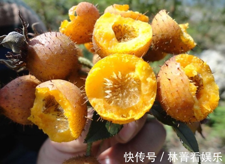 粳米|農村渾身帶刺的野果，藥食兩用，女人常吃能美容養顏，防病治病