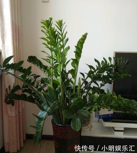 5种“金字花”,富贵招财有“好兆头”,当成年宵花,吉利又旺家