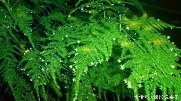 常给文竹喝5种水，文竹长成瀑布，且绿油油不黄叶