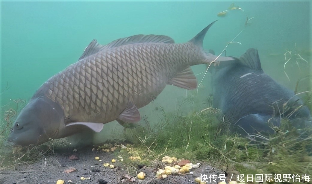 菜籽饼|夏天钓鲤鱼,不用花冤枉钱买窝料,你身边就有