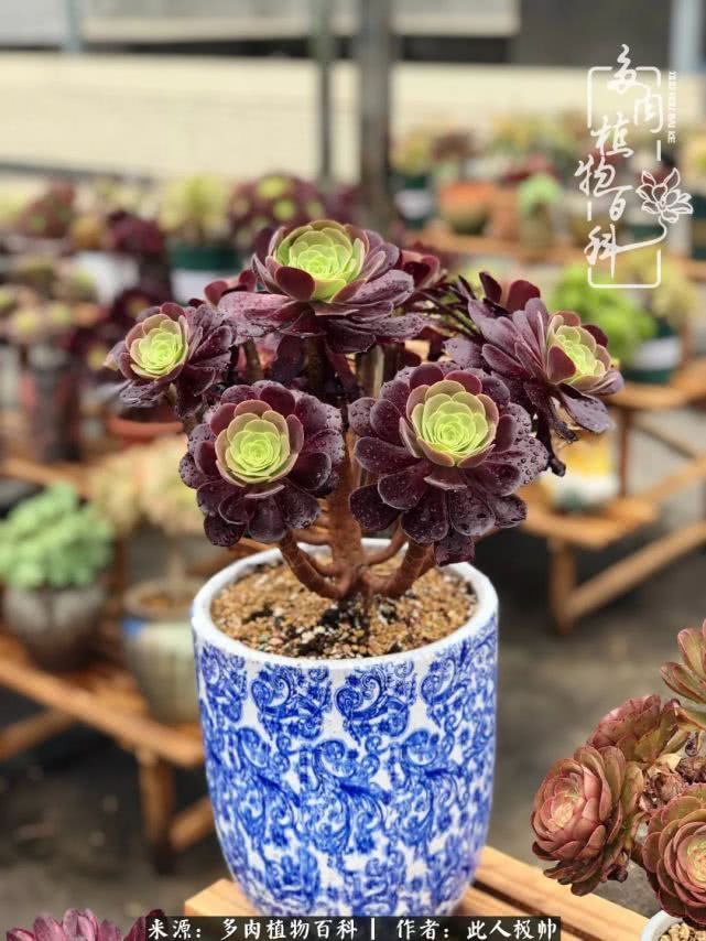 骄阳艳玫瑰，梦幻魔法师！独爱你的百媚千红！