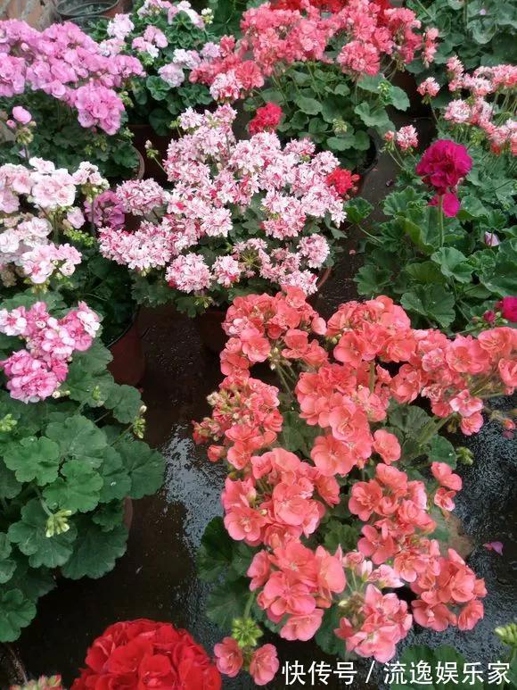 球兰|5种花不用管,盆栽地栽都好养,自己就能长成大花球,花开还惊艳