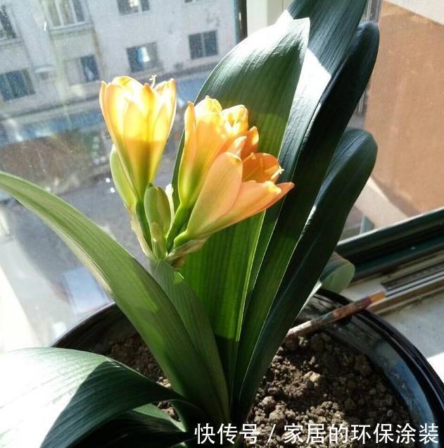 养君子兰,把这几样东西丢盆里,花朵、新芽不停冒,叶子油亮亮