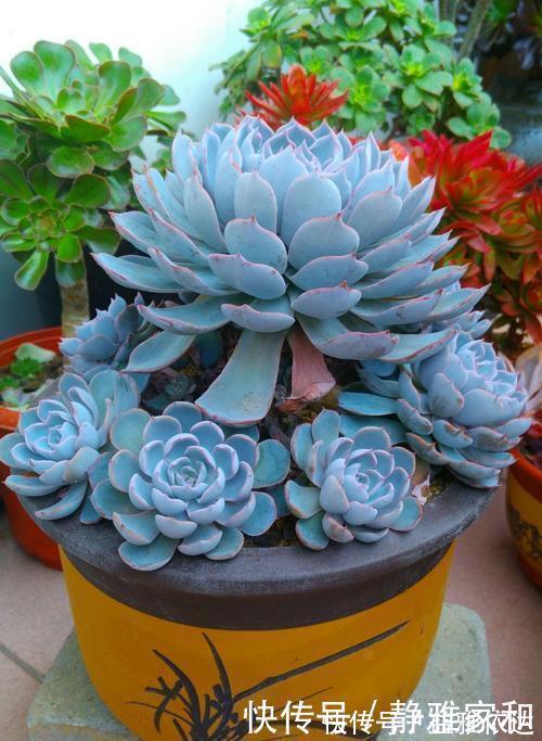 叶片|5款仙气十足的多肉，每一款都值得入，除了晚霞你还养过哪种？