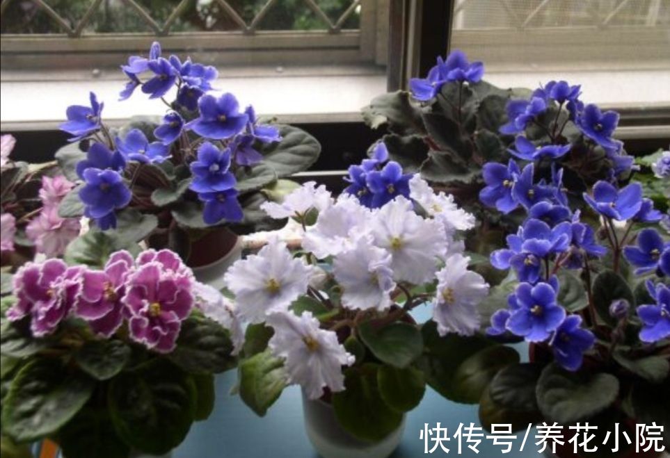 半阴花|喜欢养花家里光照少，可选7种喜半阴花，漂亮还好养