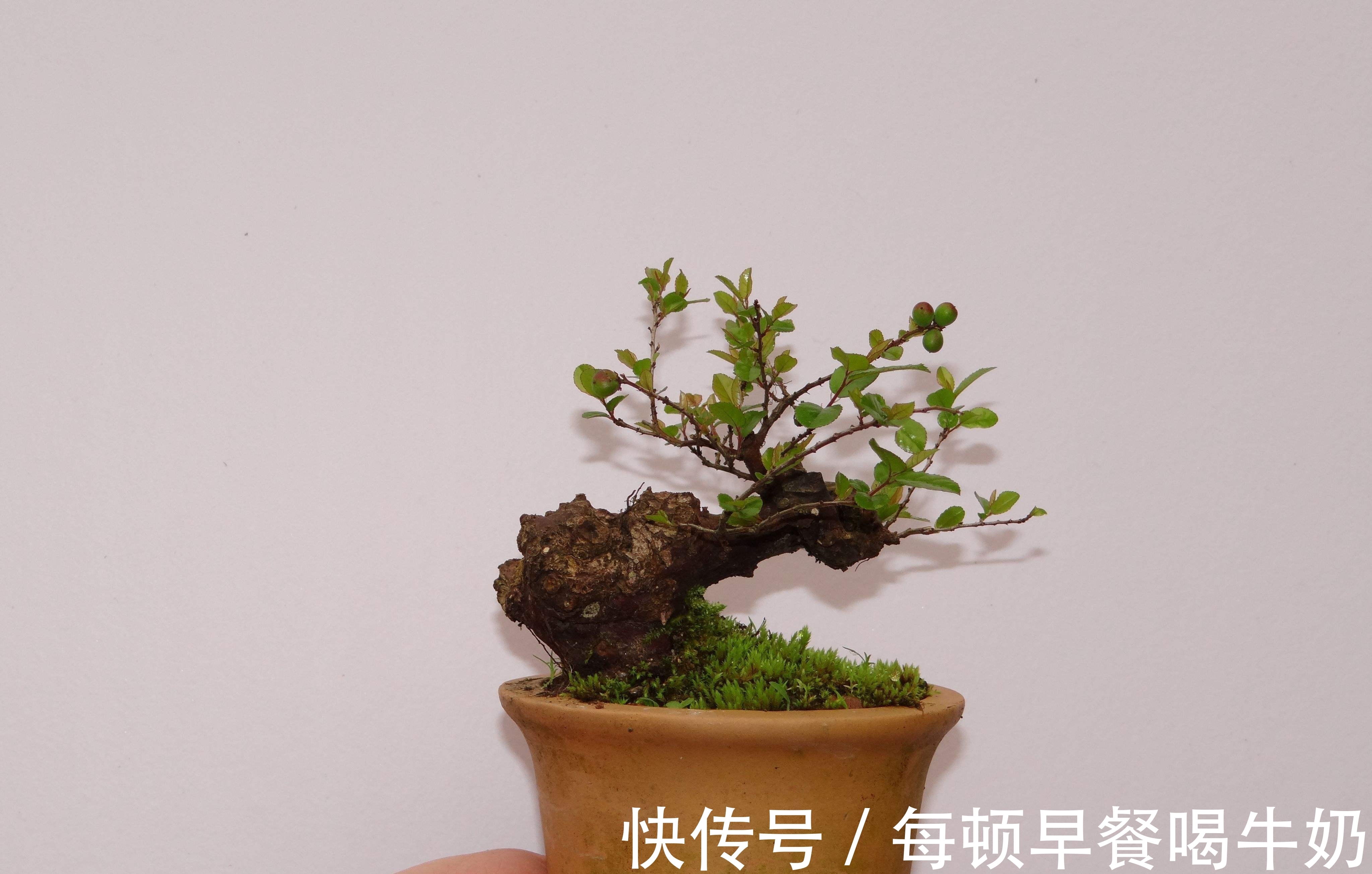 水溶性肥料|你知道吗？微型盆景怎样补充肥料才最有效？