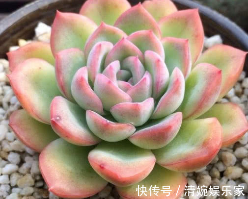 多肉玉杯东云怎么养告诉你3个小妙招,养出最美的玉杯东云