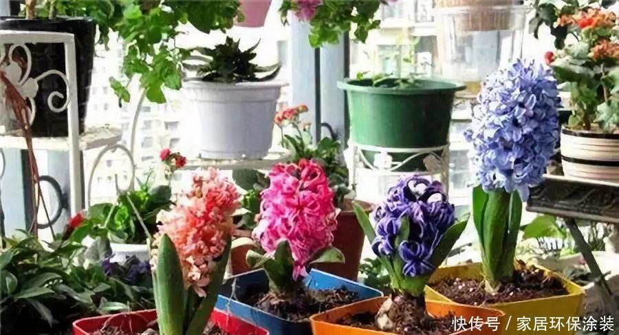 风信子冬怎么养?不要放在阳台上,浇水要注意几点