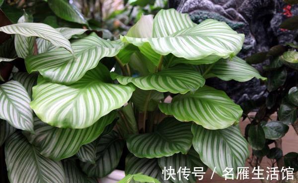 阳台上|养花试试这几款,充足的光照,叶片就会越长越绿越长越讨喜