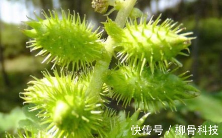 本草纲目|李时珍称它为风湿克星,祛风止痛,老寒腿关节炎都被“赶跑”