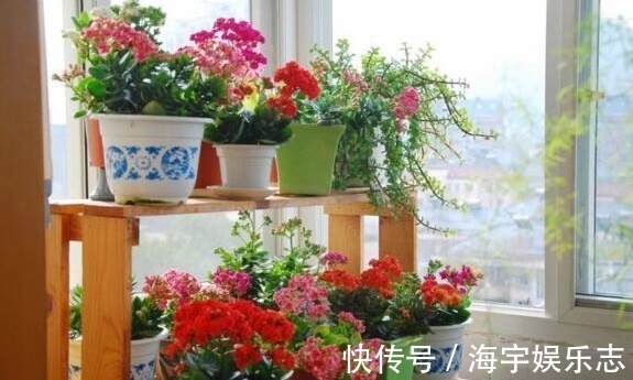 “生根剂”不用买，此3种家家都有，春天扦插“蘸1点”，生根快