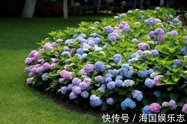 遮阳网|抵不住高温花卉全死了，那就剪成“秃秃花”，1个月又重新长爆盆