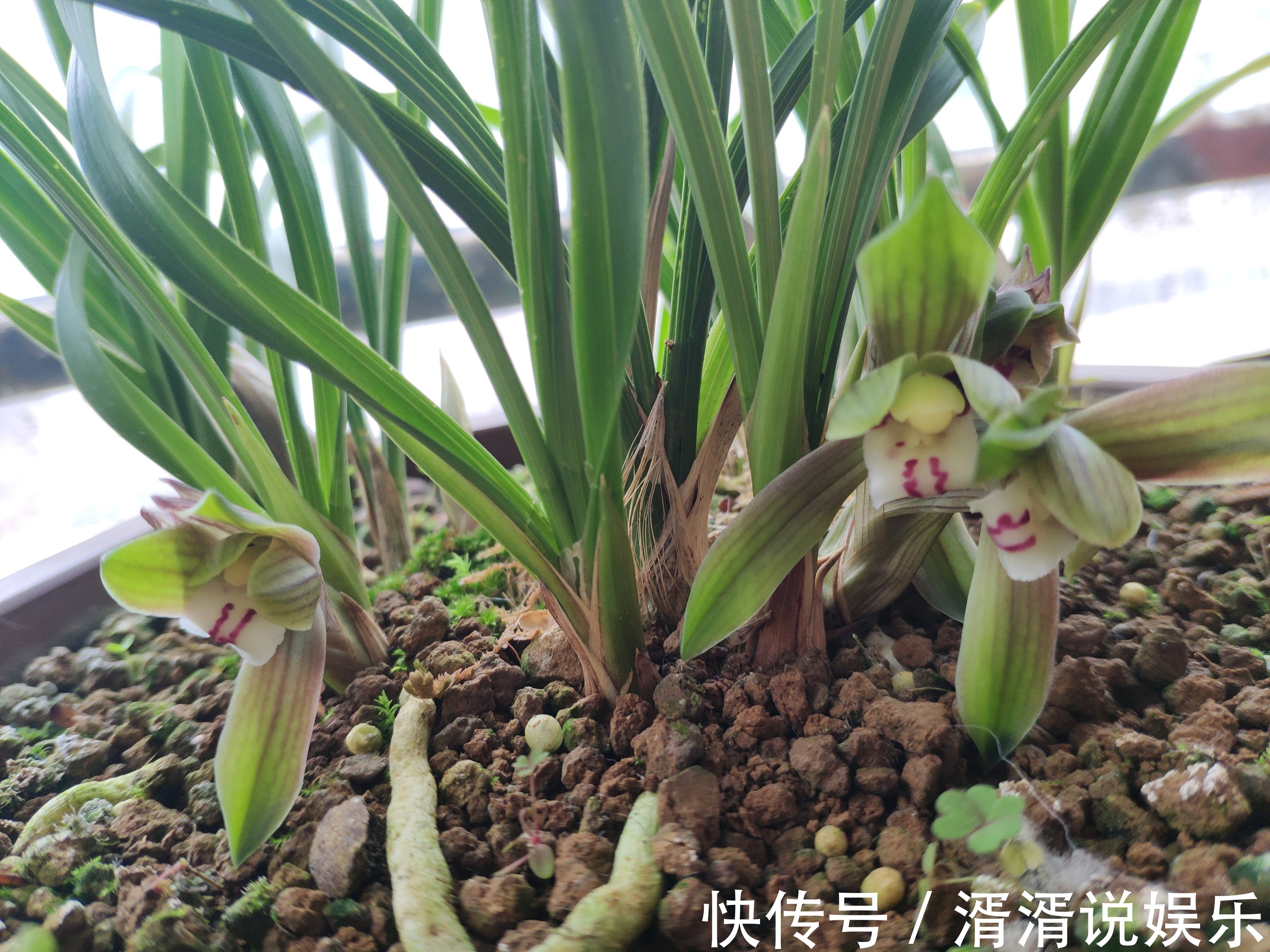兰花芦头|只有根系没有叶片的兰花还能养吗挖个坑埋起来，一个月见惊喜