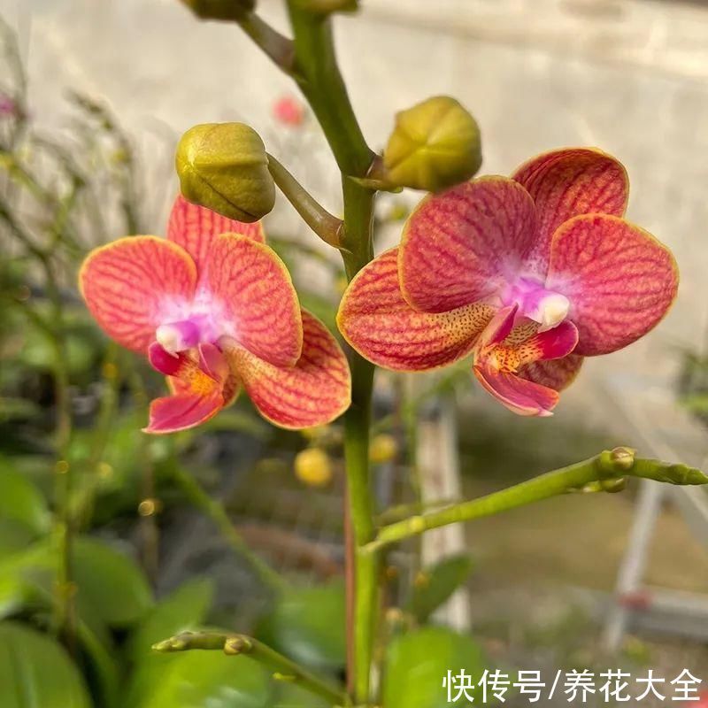 红火好养的“喜庆花”，现在买不吃亏，下个月价格翻两倍