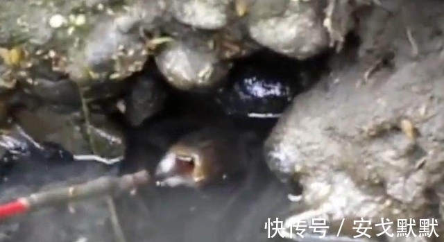大鱼|男子花费5个多小时呆在臭水沟,竟然只为了带到这条金色的大鱼!
