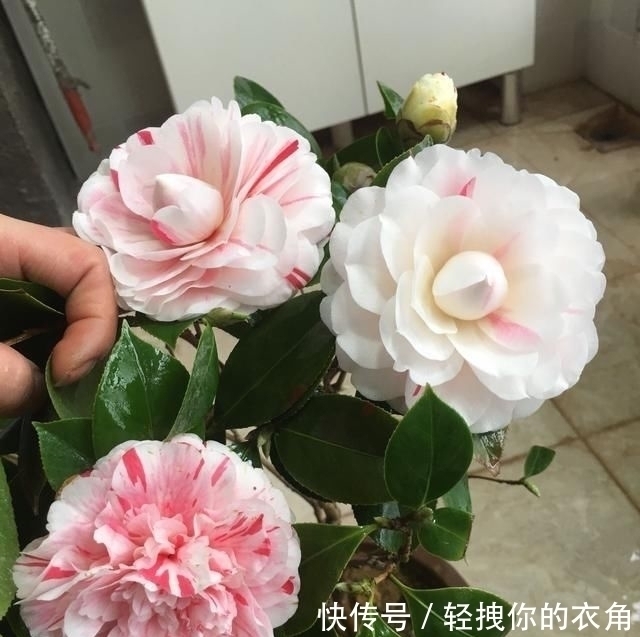 五色红丹|这种花是世界著名的花,多色的花,美丽的,牡丹不失,容易保养,栽培很有价值