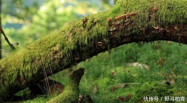 植物|路边挖来的青苔,只需2个步骤,7天长成微景观,比买来的还漂亮