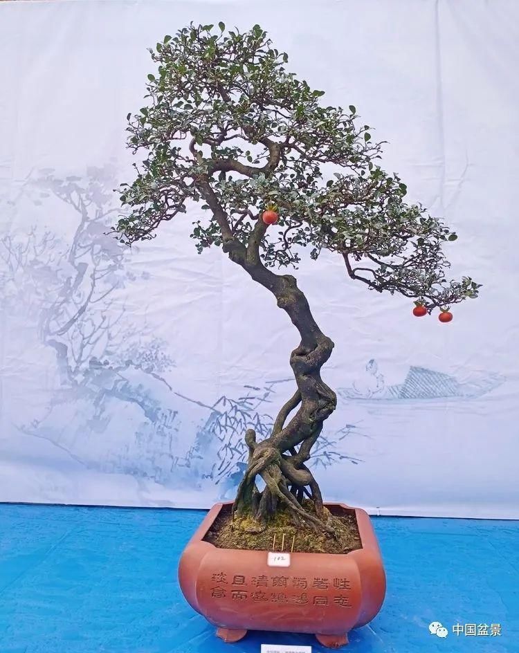 观赏价值|这两种盆景能当传家宝,被爱好者当“心头肉”