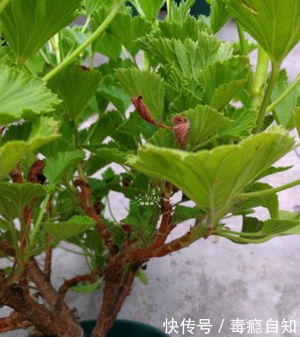 9月前后，这花必须剪一剪，不然明年没花看！