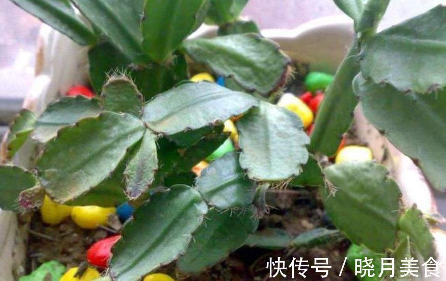 秋冬蟹爪兰叶片软软的,教你一个小技巧,叶片硬朗花开爆盆