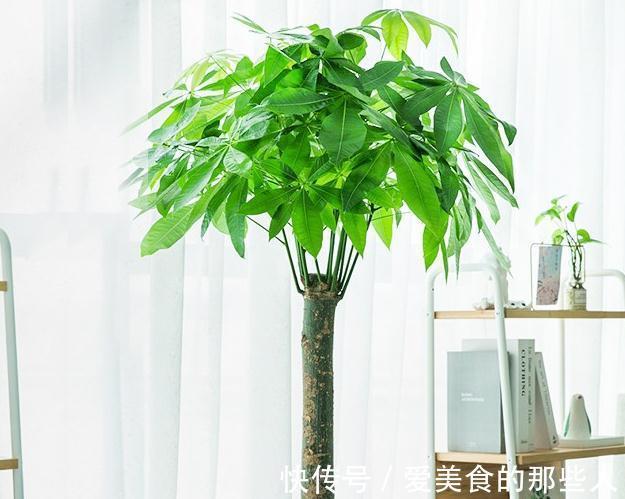 绿萝柱|家里的客厅,一定要放上这几款绿植,美观又大气