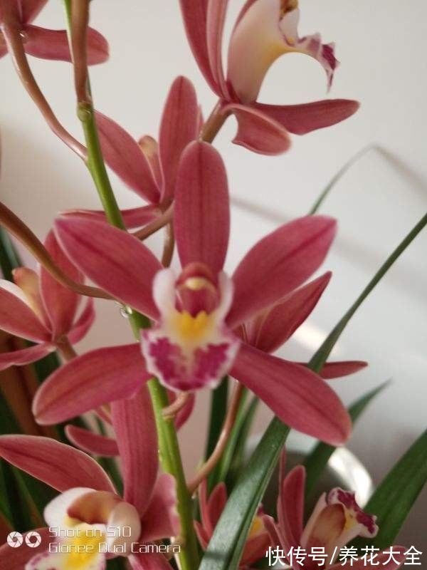 施肥|养兰花，4个误区不能进，千万别被忽悠