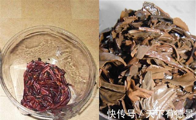 同样是蚯蚓做饵料，为何收获的差异巨大？其实你真的不会用蚯蚓