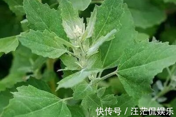 冰菜|吃药不如吃野菜,农村最常见的4种野菜,原来都是珍贵中草药!