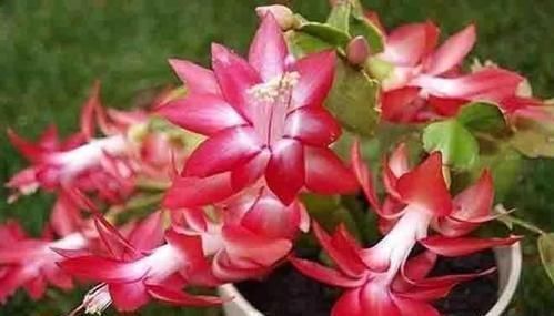 骨粉肥|什么松针土、腐叶土都不如这种土,土壤疏松又肥沃,养啥都爆盆!