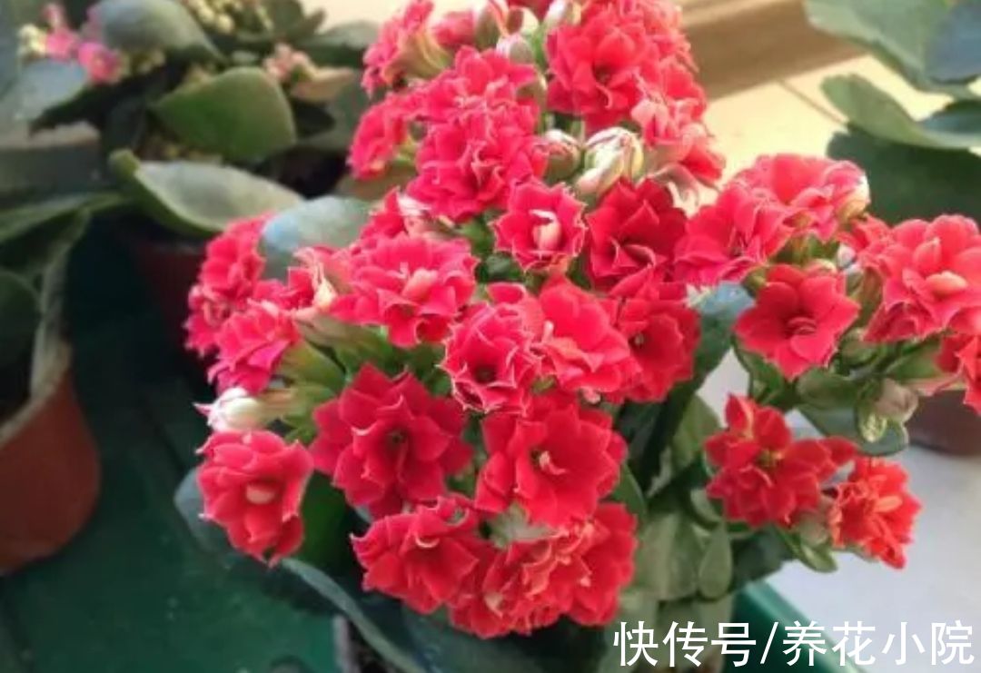 蟹爪兰|六种漂亮花，开花在冬天，家里养一盆，美观又大方