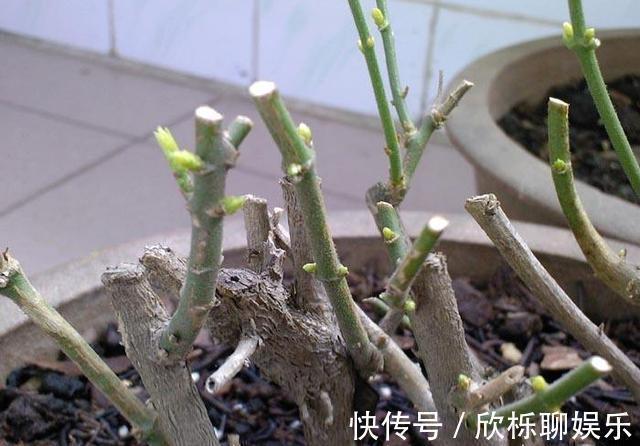 枝条|茉莉“畏手畏脚”不敢长，换掉“憋屈盆”，个子猛蹿，花开一片