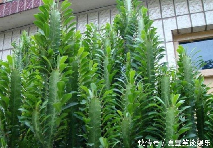 好运树|4种“旺财花”,家里养一盆,室内甲醛没了,生活更舒适!