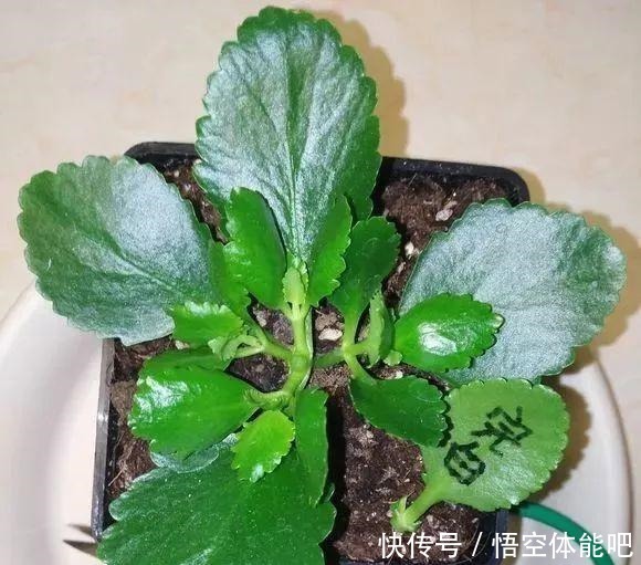 长寿花扦插8大步骤,一盆变十盆,超轻松!长寿花扦插8大步骤,一盆变十盆,超轻松!