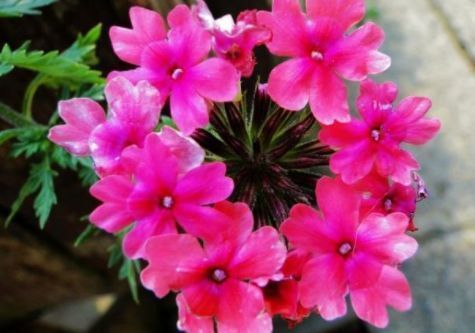 家里要养几种花,开花吉祥又喜庆,比牡丹美,比绿萝好养!