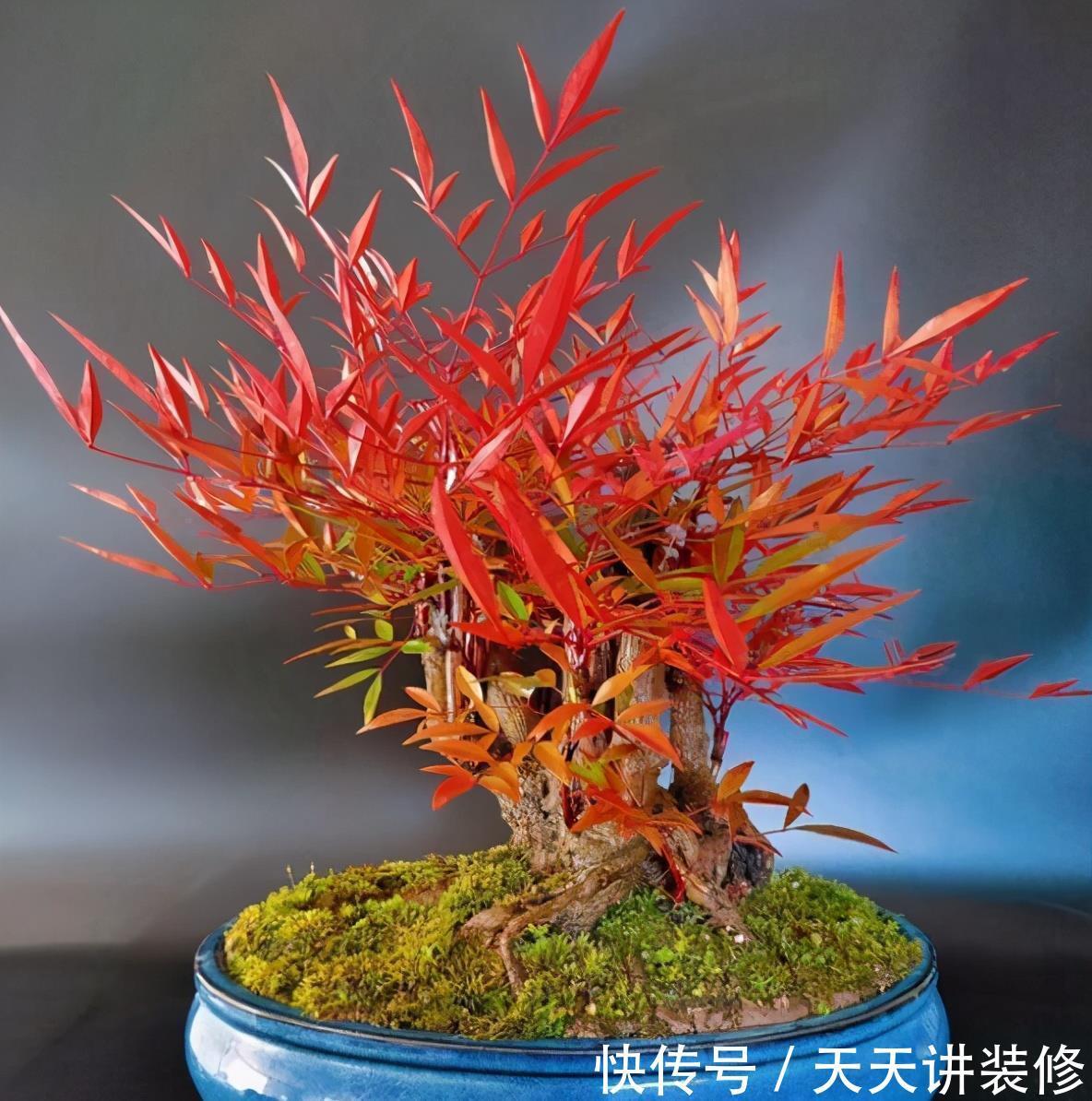 火焰南天竹不难养,掌握“三习性”,叶片红似火,结出玛瑙小红果