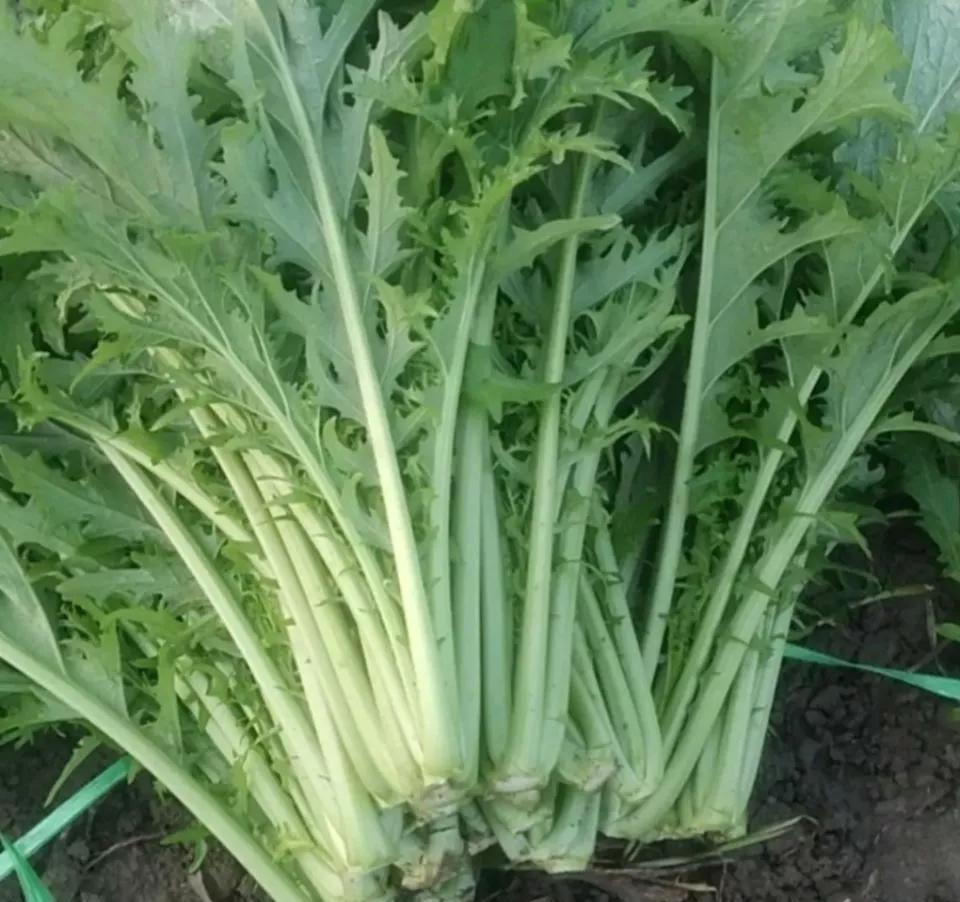 蔬菜|冬补三九,建议老年人多吃6种蔬菜,钾含量高,有助于增强体质