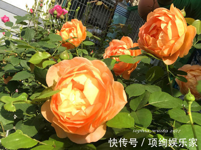 花仙子的阳台,30多种月季如瀑布,路人都停下来观望,太美了