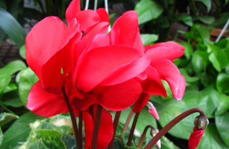 农历九月三十霜降后，养什么花？以下3种花，大吉大利吉祥喜庆