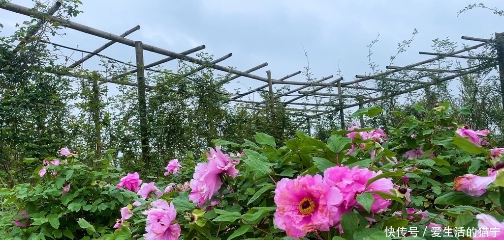 视频｜春分至 燕归来 百花乐园赏春光