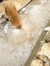 |搞笑GIF:超喜欢这类运动,虽然不刺激,但是超搞笑。