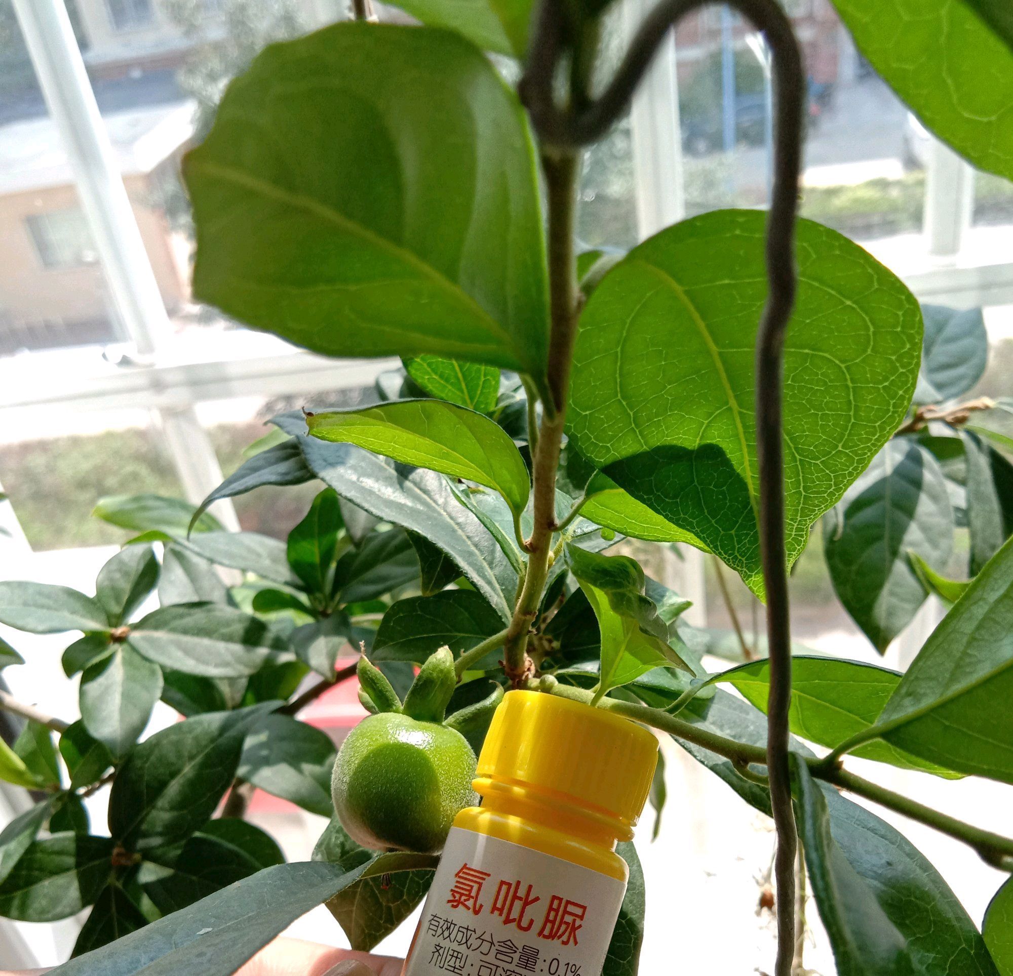 果率|金弹子盆景开花多结果少人工授粉打一针''它'',满树都是金弹果