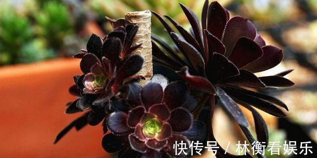 肥料|多肉不能随便养，挑这3个品种，三五年成老桩，价值涨了不少