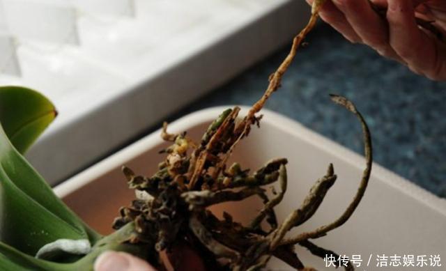 养护|烂根的蝴蝶兰别扔,学会这么做,猛窜花枝,年年都开花