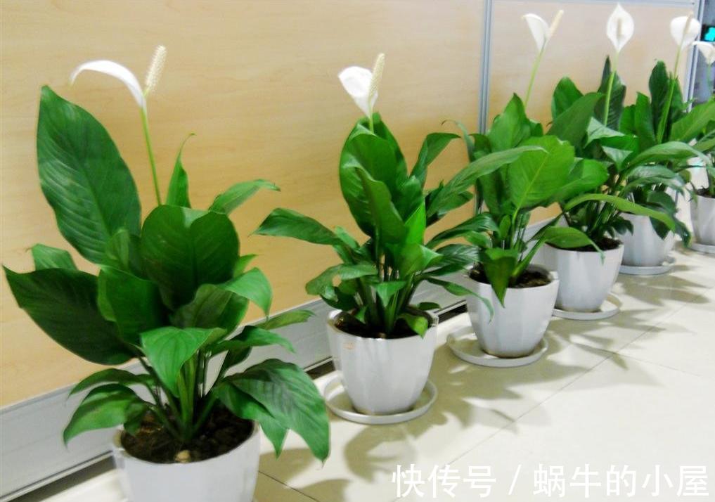 适合10月养的“13种吉祥花”,建议你也养一盆,利健康旺财运