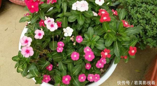 想让家里常年飘香,就养殖3种花卉,管理简单、易爆盆