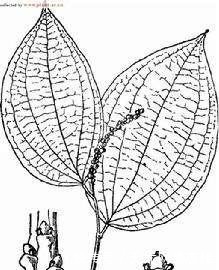 这种普通的果子,在古代堪比黄金,明朝用它发工资罗马用它当货币