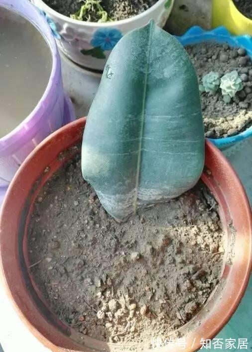 叶子|这些花根本不用买,一片叶子就能繁殖出一大盆